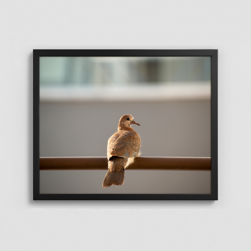 A Bird - Framed Photo (50x40cm)
