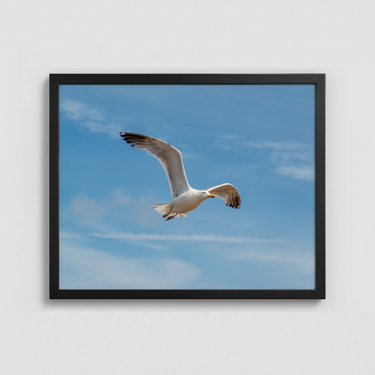 A Seagull in flight - Framed Photo (50x40cm)