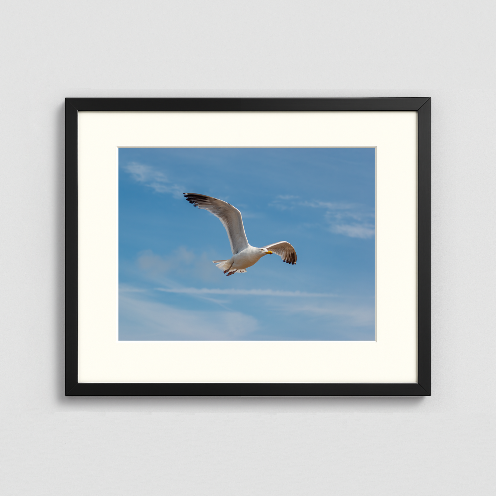 A Seagull in flight - Framed Photo (50x40cm)