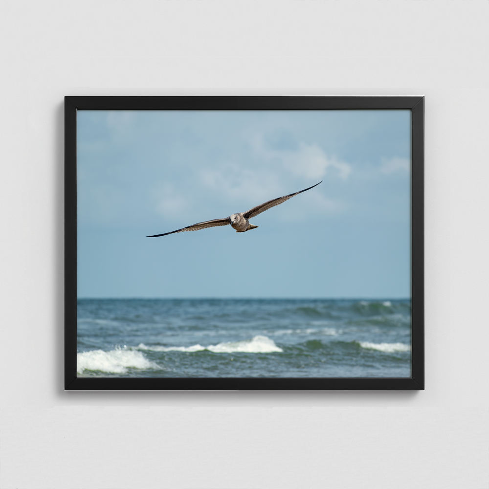 A Seagull in flight - Framed Photo (50x40cm)
