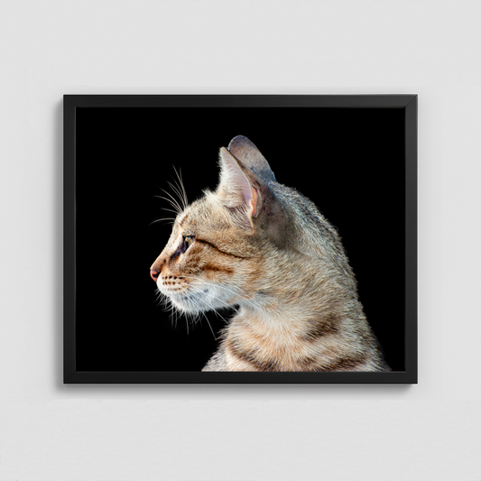 A Cat on Black Background - Framed Photo (50x40cm)