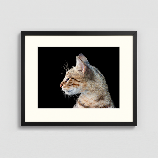A Cat on Black Background - Framed Photo (50x40cm)