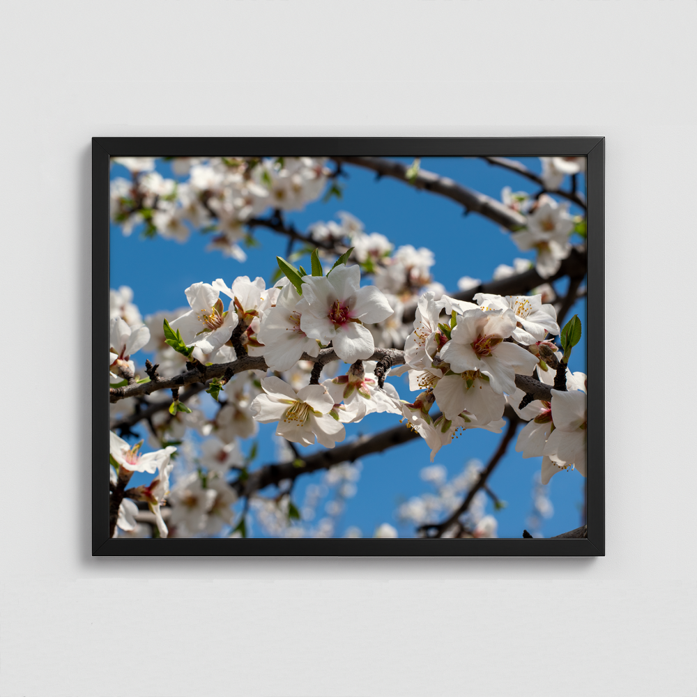 Almond Flowers Blooming - Framed Photo (50x40cm)