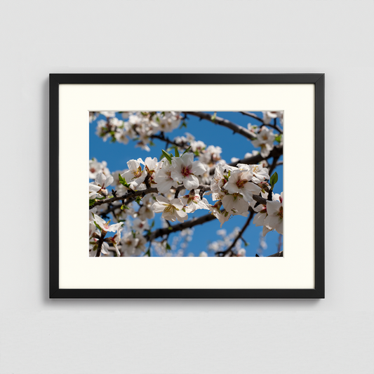 Almond Flowers Blooming - Framed Photo (50x40cm)