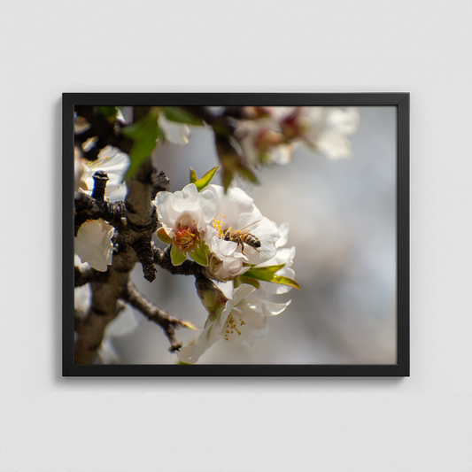 A Bee on a Flower - Framed Photo (50x40cm)