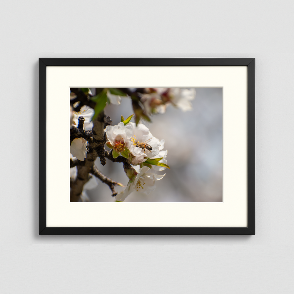 A Bee on a Flower - Framed Photo (50x40cm)