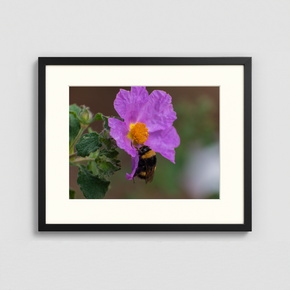 A Bumblebee on a Flower - Framed Photo (50x40cm)