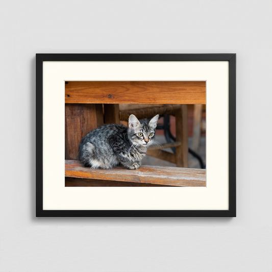 Kitten on a plank - Framed Photo (50x40cm)