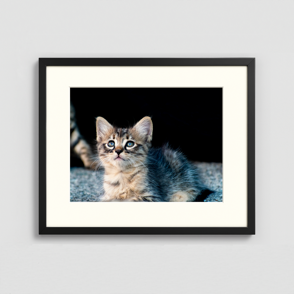 A Cute Kitten - Framed Photo (50x40cm)