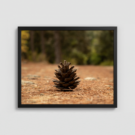 Pinecone in the forest - Framed Photo (50x40cm)