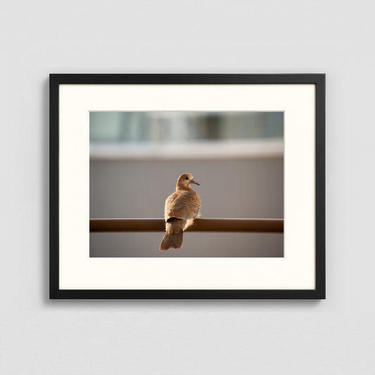 A Bird - Framed Photo (50x40cm)