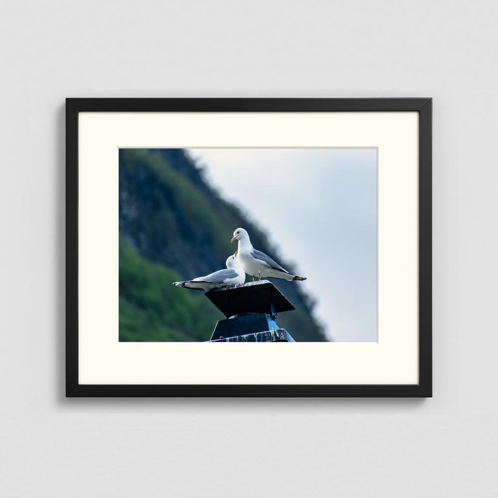 Love Birds - Framed Photo (50x40cm)