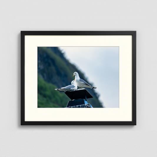 Love Birds - Framed Photo (50x40cm)
