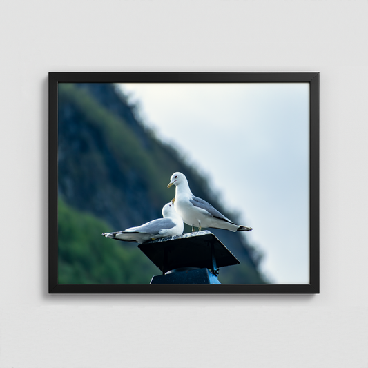 Love Birds - Framed Photo (50x40cm)