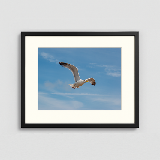 A Seagull in flight - Framed Photo (50x40cm)
