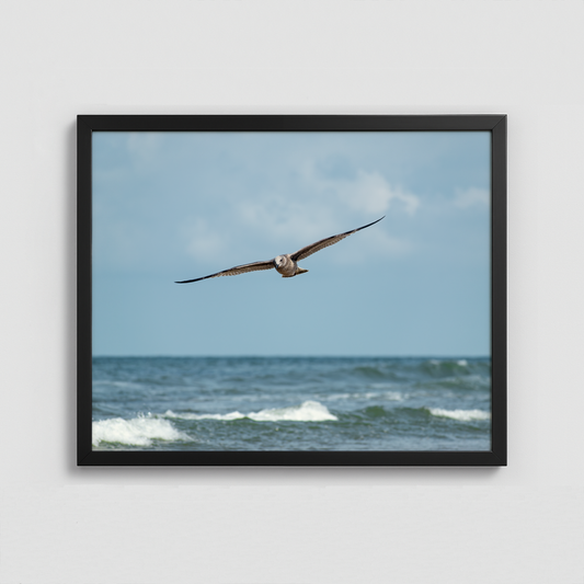 A Seagull in flight - Framed Photo (50x40cm)