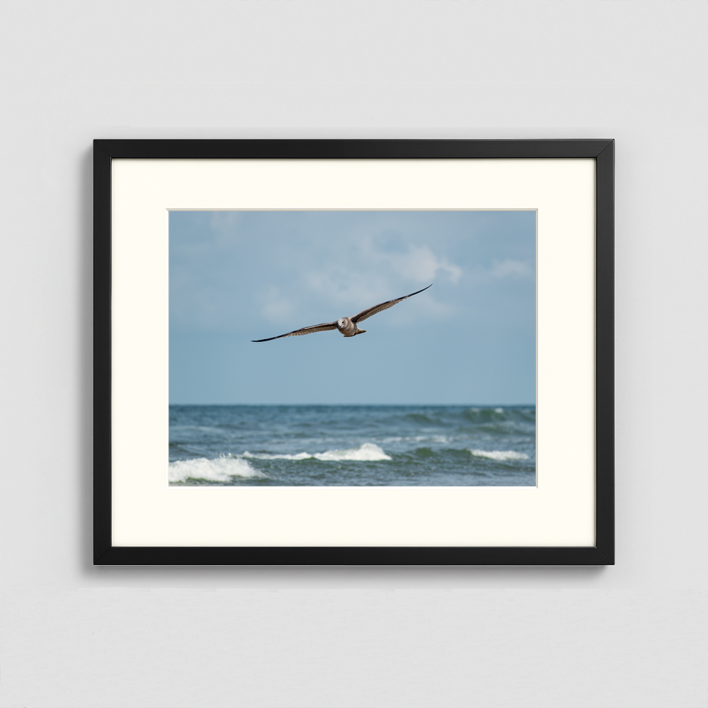 A Seagull in flight - Framed Photo (50x40cm)