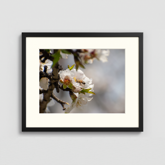 A Bee on a Flower - Framed Photo (50x40cm)