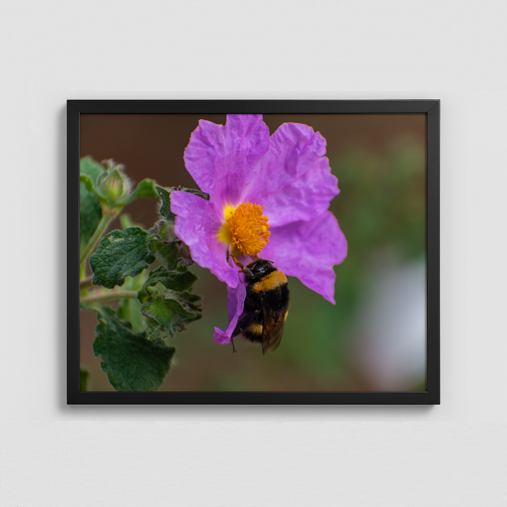 A Bumblebee on a Flower - Framed Photo (50x40cm)