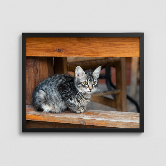 Kitten on a plank - Framed Photo (50x40cm)