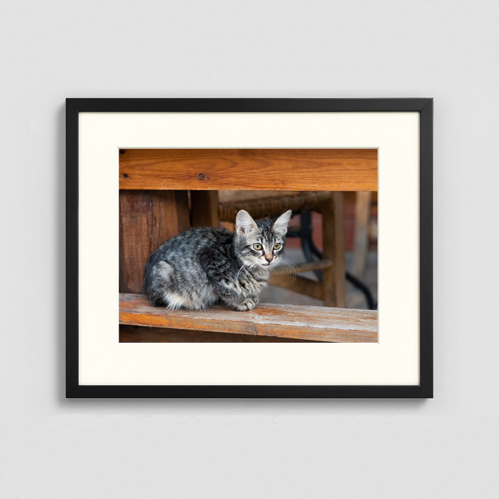 Kitten on a plank - Framed Photo (50x40cm)