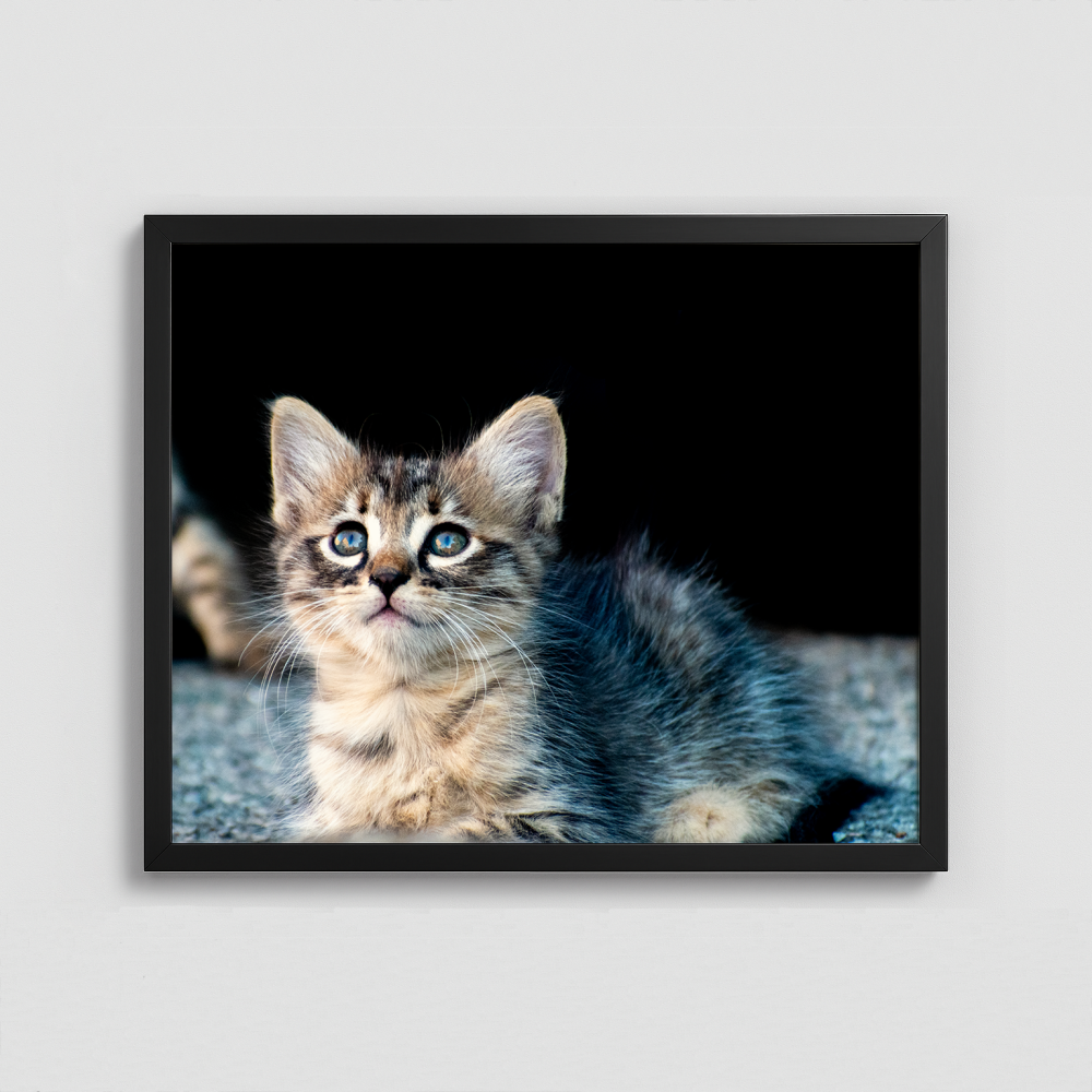 A Cute Kitten - Framed Photo (50x40cm)