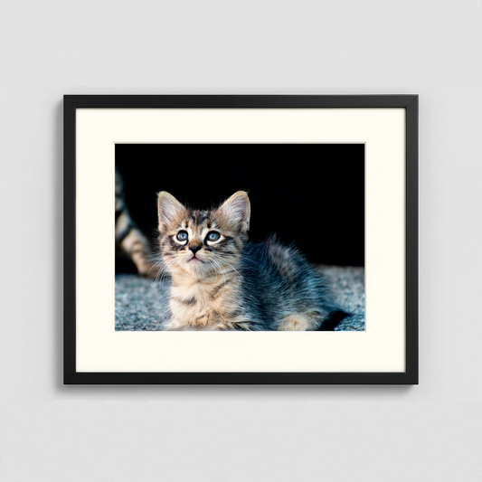 A Cute Kitten - Framed Photo (50x40cm)