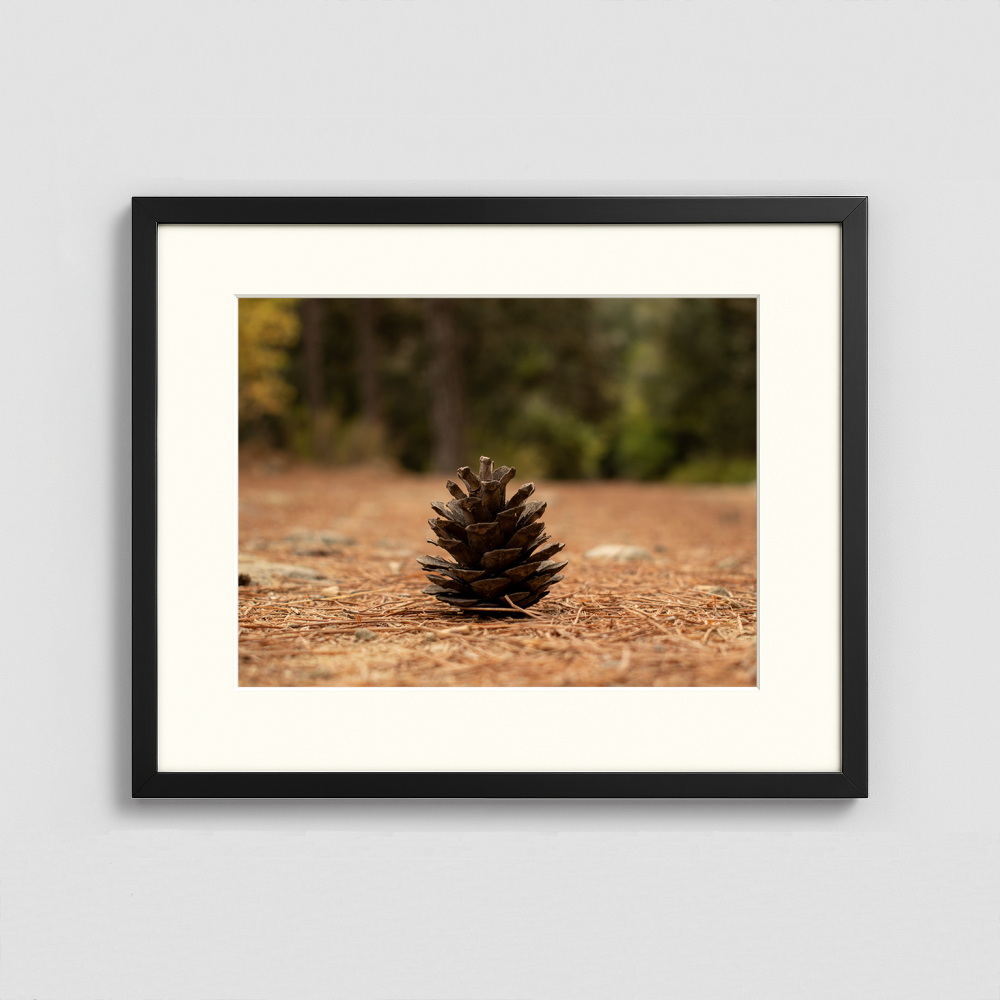 Pinecone in the forest - Framed Photo (50x40cm)